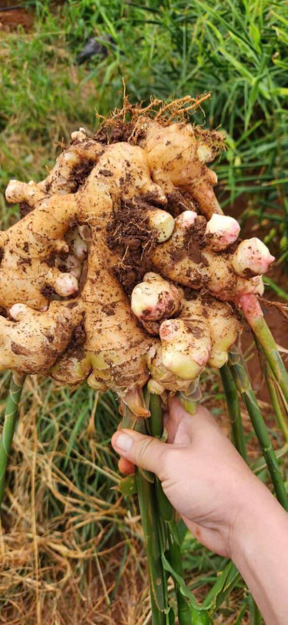 Trà Gừng Tươi Viên Nén Hùng Thái Tiện Lợi 1 Viên 50g Chữa Trị Cảm Cúm, Sổ Mũi, Viêm Xoang