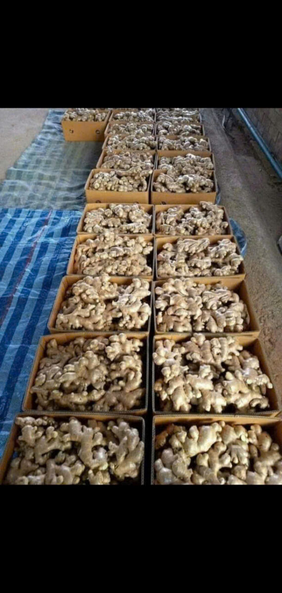 Trà Gừng Túi Lọc Hùng Thái