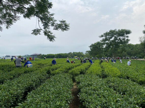 Trà Nõn Tôm Cao Cấp Hùng Thái Đạt OCOP Chuẩn Trà Bắc Giúp Tỉnh Táo Tăng Sức Đề Kháng Bán